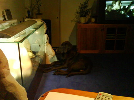 Deutsch Kurzhaar Hunde Foto 43447 Deutsch Kurzhaar