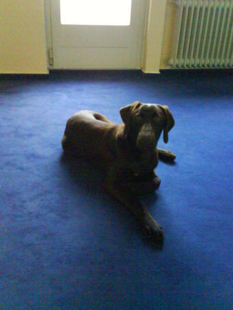 Deutsch Kurzhaar Hunde Foto 43446 Deutsch Kurzhaar