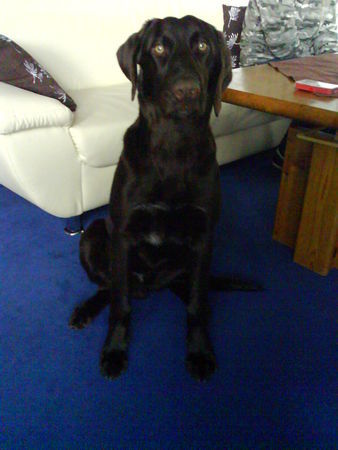 Deutsch Kurzhaar Hunde Foto 43445 Deutsch Kurzhaar