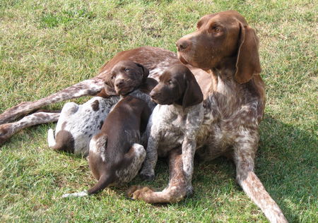 Deutsch Kurzhaar Hunde Foto 35211 in höherer Auflösung ansehen Deutsch Kurzhaar joy,6wochen(rechts)