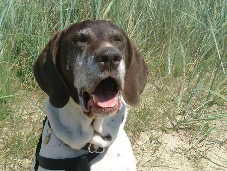 Deutsch Kurzhaar Hunde Foto 30182 in höherer Auflösung ansehen Deutsch Kurzhaar 13 Jahre und noch fit