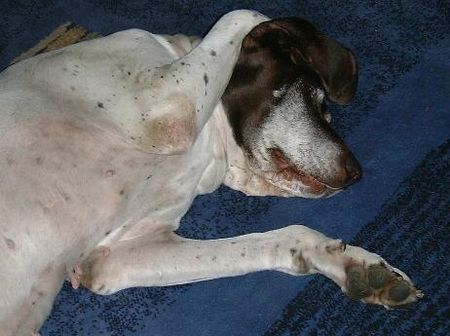 Deutsch Kurzhaar Hunde Foto 30181 in höherer Auflösung ansehen Deutsch Kurzhaar 13 Jahre