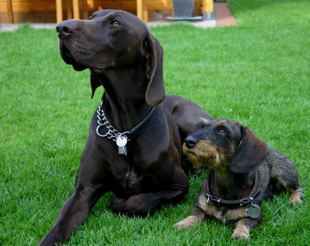 Deutsch Kurzhaar Hunde Foto 30692 Deutsch Kurzhaar DK Remo + Teckel-Kumpel Bautz