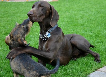 Deutsch Kurzhaar Hunde Foto 33342 Deutsch Kurzhaar DK Remo + Teckel Bautz