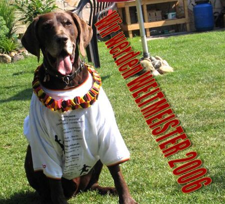 Deutsch Kurzhaar Hunde Foto 41782 Deutsch Kurzhaar