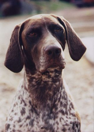 Deutsch Kurzhaar Hunde Foto 2186 Deutsch Kurzhaar Antonia