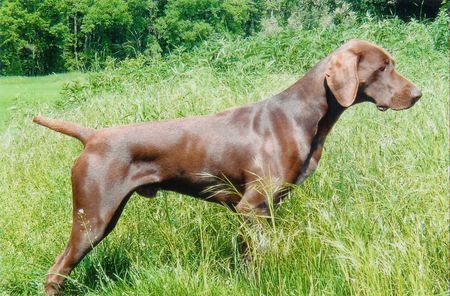 Deutsch Kurzhaar Hunde Foto 40981 Deutsch Kurzhaar Arco vom Schwanseer Teich