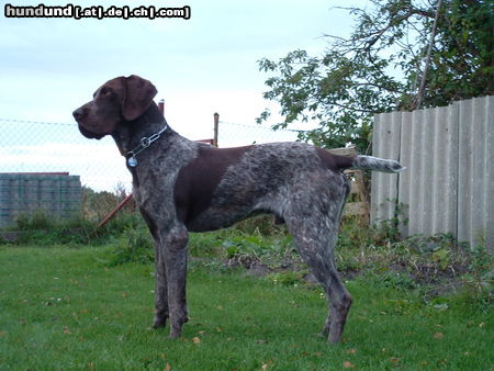 Deutsch Kurzhaar Hunde Foto 25302 Deutsch Kurzhaar Asko 13 Monate