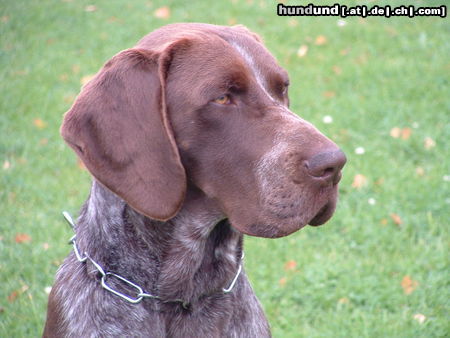 Deutsch Kurzhaar Hunde Foto 25315 Deutsch Kurzhaar Asko 13 Monate