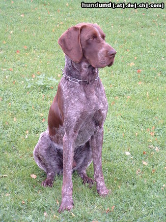 Deutsch Kurzhaar Hunde Foto 25316 Deutsch Kurzhaar Asko 13 Monate