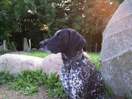 Deutsch Kurzhaar Hunde Foto 37285 Deutsch Kurzhaar Asta