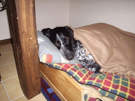Deutsch Kurzhaar Hunde Foto 37791 Deutsch Kurzhaar Asta ist müde