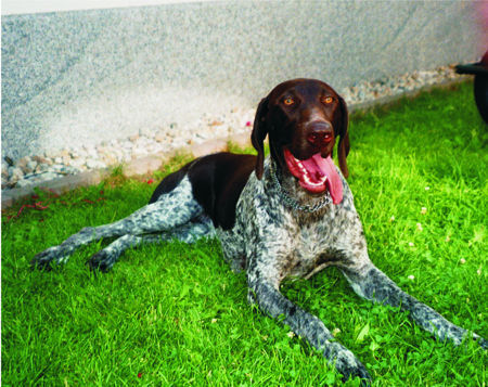 Deutsch Kurzhaar Hunde Foto 35764 Deutsch Kurzhaar Ayka vom Halbendorfer See