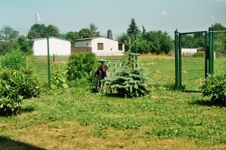 Deutsch Kurzhaar Hunde Foto 41100 in höherer Auflösung ansehen Deutsch Kurzhaar Hu Hu