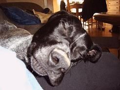 Deutsch Kurzhaar Hunde Foto 29988 in höherer Auflösung ansehen Deutsch Kurzhaar Schlaaaafen