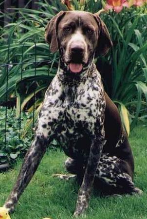 Deutsch Kurzhaar Hunde Foto 2290 Deutsch Kurzhaar Boris von der Oldenburg