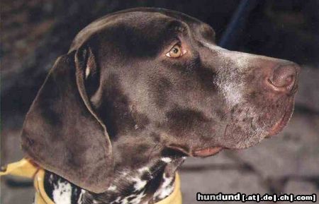 Deutsch Kurzhaar Hunde Foto 4606 Deutsch Kurzhaar Boris