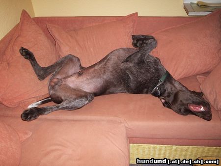 Deutsch Kurzhaar Hunde Foto 14554 Deutsch Kurzhaar Brösel vom Steenrott