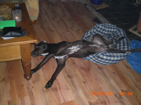 Deutsch Kurzhaar Hunde Foto 40004 in höherer Auflösung ansehen Deutsch Kurzhaar Mel 8 Monate