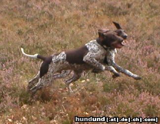 Deutsch Kurzhaar Hunde Foto 5935 Deutsch Kurzhaar Waxpod'Attila Cem und Waxpod's Nando Alana