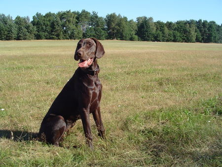 Deutsch Kurzhaar Hunde Foto 35287 in höherer Auflösung ansehen Deutsch Kurzhaar Woody aus Delmenhorst