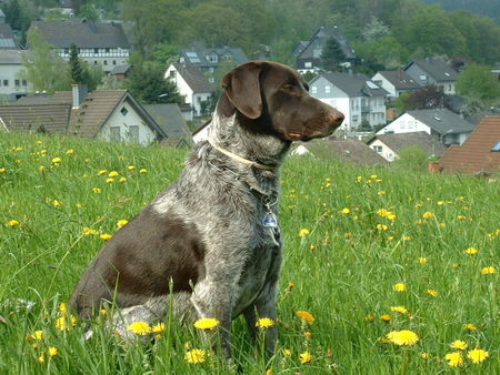 Deutsch Kurzhaar Hunde Foto 37410 in höherer Auflösung ansehen Deutsch Kurzhaar Rüde Carlos unser Bester