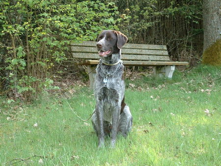 Deutsch Kurzhaar Hunde Foto 32355 in höherer Auflösung ansehen Deutsch Kurzhaar ist er nicht schön?!