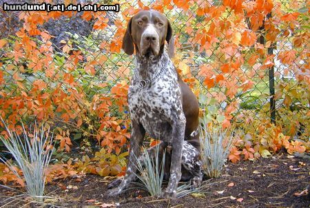 Deutsch Kurzhaar Hunde Foto 15473 Deutsch Kurzhaar Boris von der Oldenburg, Herbst 2004