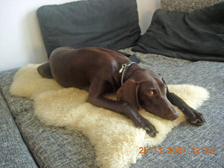 Deutsch Kurzhaar Hunde Foto 40415 in höherer Auflösung ansehen Deutsch Kurzhaar Kosheen