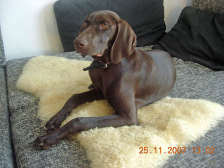 Deutsch Kurzhaar Hunde Foto 40417 in höherer Auflösung ansehen Deutsch Kurzhaar Kosheen