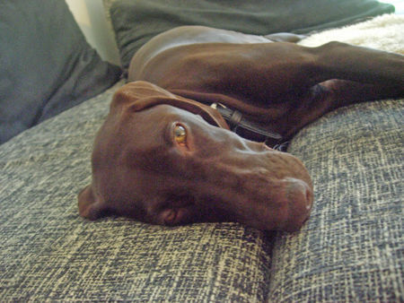 Deutsch Kurzhaar Hunde Foto 40418 in höherer Auflösung ansehen Deutsch Kurzhaar Kosheen