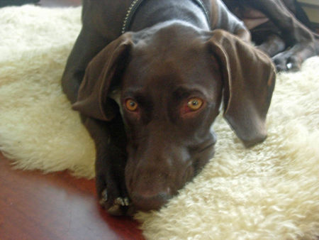 Deutsch Kurzhaar Hunde Foto 40419 in höherer Auflösung ansehen Deutsch Kurzhaar Kosheen
