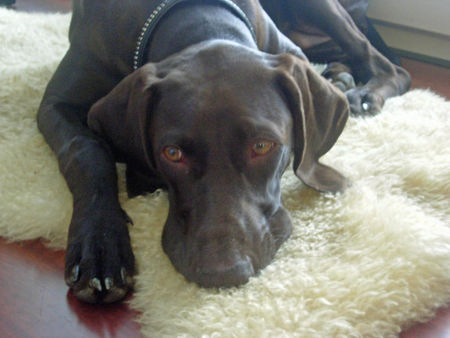 Deutsch Kurzhaar Hunde Foto 40420 in höherer Auflösung ansehen Deutsch Kurzhaar Kosheen