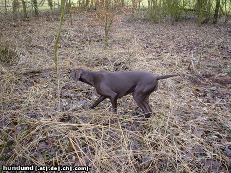 Deutsch Kurzhaar Hunde Foto 5255 Deutsch Kurzhaar Drossel vom Kronsberg DK