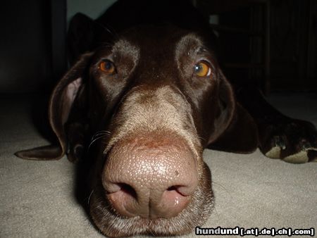 Deutsch Kurzhaar Hunde Foto 5254 Deutsch Kurzhaar Drossel vom Kronsberg DK