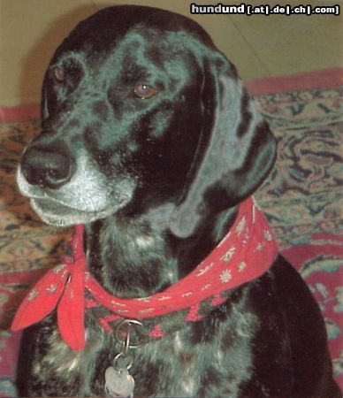 Deutsch Kurzhaar Hunde Foto 16334 in höherer Auflösung ansehen Deutsch Kurzhaar In Gedenken an unseren geliebten Eiko
