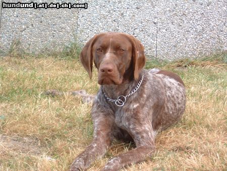 Deutsch Kurzhaar Hunde Foto 5124 Deutsch Kurzhaar