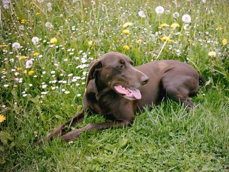Deutsch Kurzhaar Hunde Foto 31733 in höherer Auflösung ansehen Deutsch Kurzhaar Hella vom Mausberg