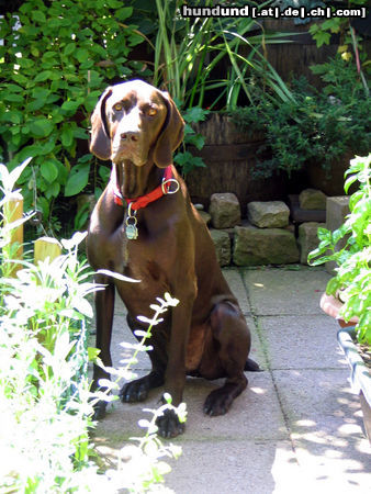 Deutsch Kurzhaar Hunde Foto 24434 Deutsch Kurzhaar Henry (Hans) vom Geestmoor (2 Jahre alt)