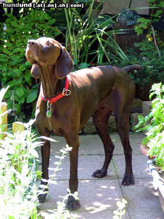 Deutsch Kurzhaar Hunde Foto 24435 Deutsch Kurzhaar Henry (Hans) vom Geestmoor (2 Jahre alt)