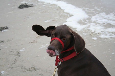 Deutsch Kurzhaar Hunde Foto 40145 in höherer Auflösung ansehen Deutsch Kurzhaar Henry auf Amrum - Vom Winde verweht!