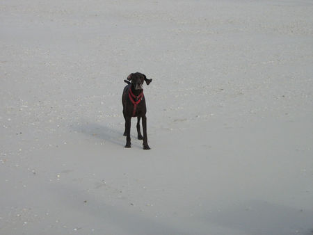 Deutsch Kurzhaar Hunde Foto 40146 in höherer Auflösung ansehen Deutsch Kurzhaar Henry auf Amrum - Super, so viel Platz!