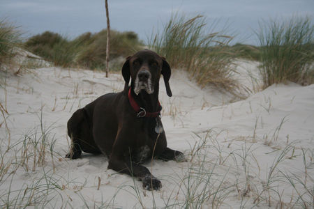 Deutsch Kurzhaar Hunde Foto 40147 in höherer Auflösung ansehen Deutsch Kurzhaar Henry auf Amrum - Mit Sand gezuckert!