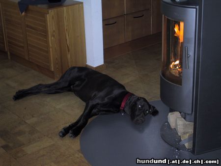 Deutsch Kurzhaar Hunde Foto 12096 Deutsch Kurzhaar