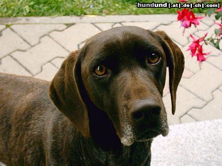 Deutsch Kurzhaar Hunde Foto 16711 in höherer Auflösung ansehen Deutsch Kurzhaar