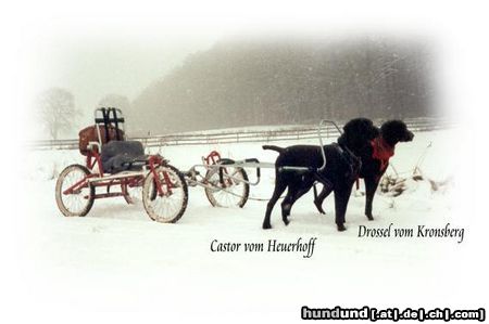 Deutsch Kurzhaar Hunde Foto 6002 Deutsch Kurzhaar Drossel und Castor mit Hundekutsche