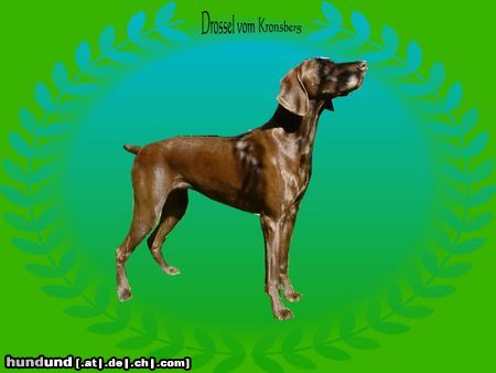 Deutsch Kurzhaar Hunde Foto 6004 Deutsch Kurzhaar Drossel vom Kronsberg IKP 2003 1. Peis 136 Punkte