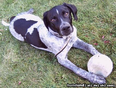 Deutsch Kurzhaar Hunde Foto 26060 in höherer Auflösung ansehen Deutsch Kurzhaar Ayko 5 Mon. alt