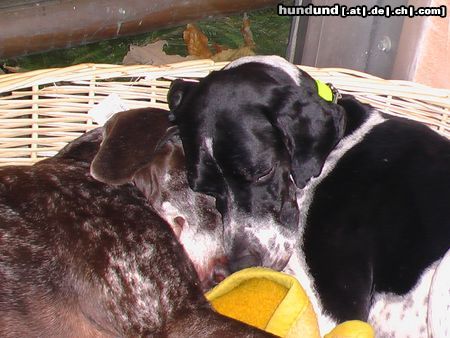 Deutsch Kurzhaar Hunde Foto 22702 in höherer Auflösung ansehen Deutsch Kurzhaar Kelly13Jahre&Frodo2Jahre
