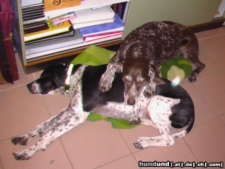 Deutsch Kurzhaar Hunde Foto 22703 in höherer Auflösung ansehen Deutsch Kurzhaar Kelly13Jahre&Frodo2Jahre